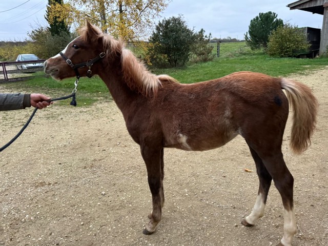 Olala-de-Truchon-a-vendre